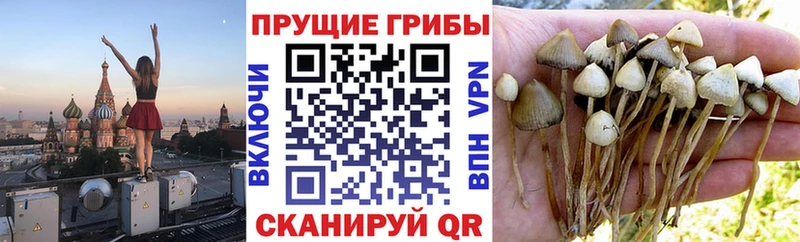 Галлюциногенные грибы Psilocybine cubensis Новоалтайск